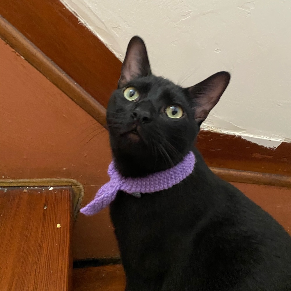 Meet your Posher, Lizy